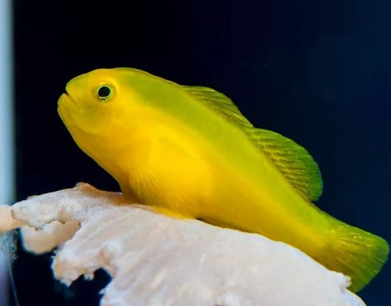 Yellow Clown Goby