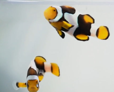 C-Quest Onyx Picasso Bonded Clownfish Pair WYSIWYG