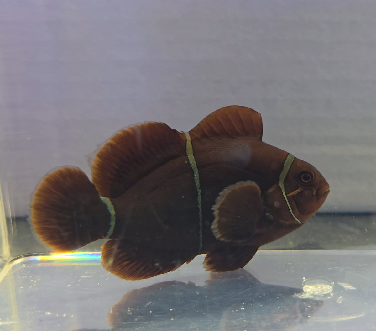 Maroon Clownfish (Large) WYSIWYG