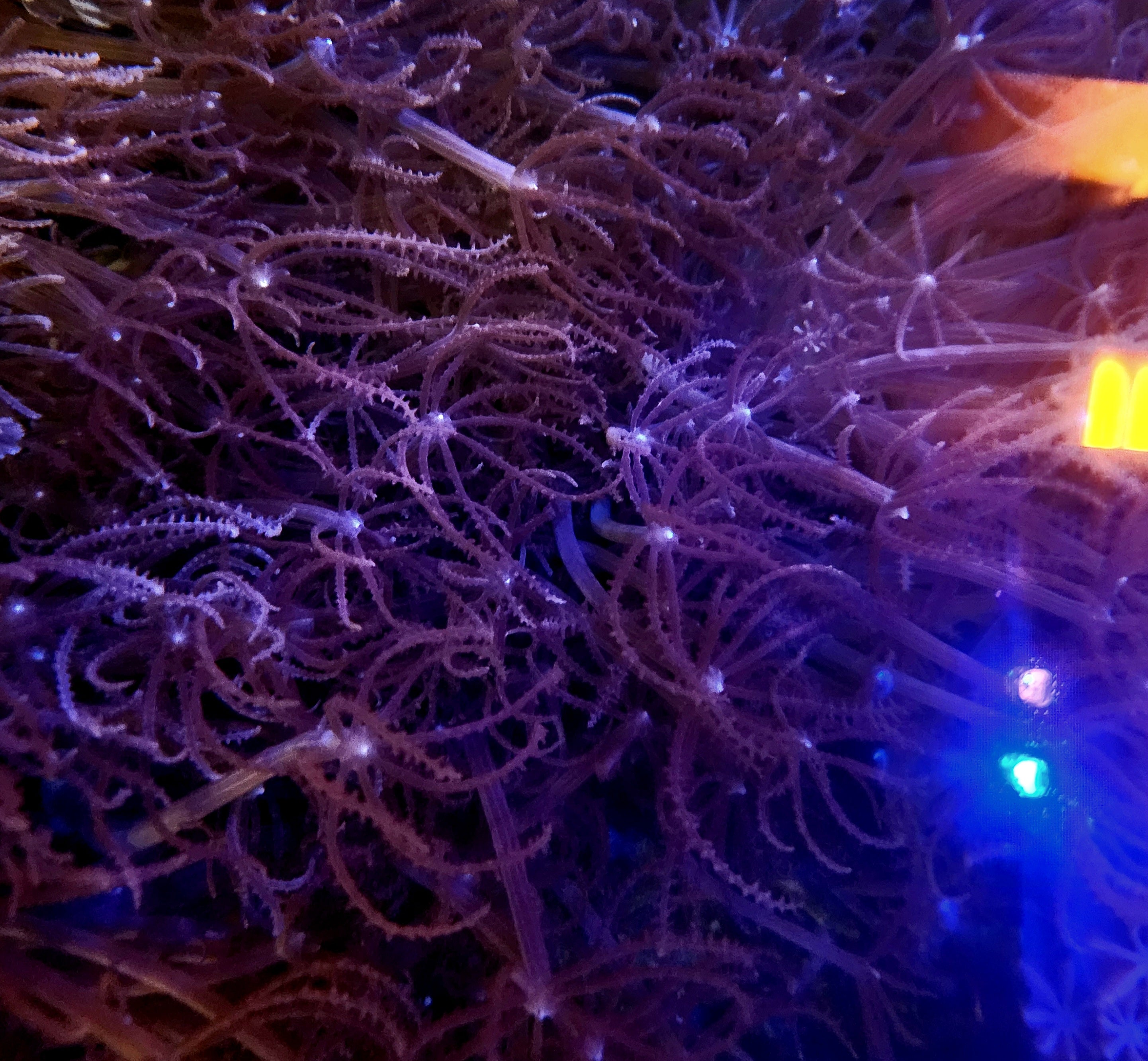 RC Waving Hand Anthelia Frag