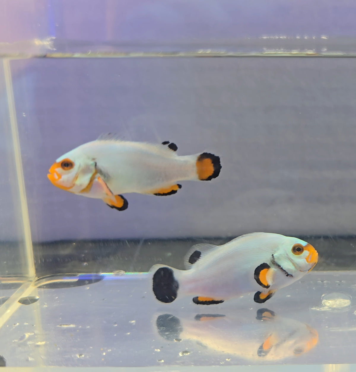 SA Platinum Picasso Bonded Clownfish Pair WYSIWYG
