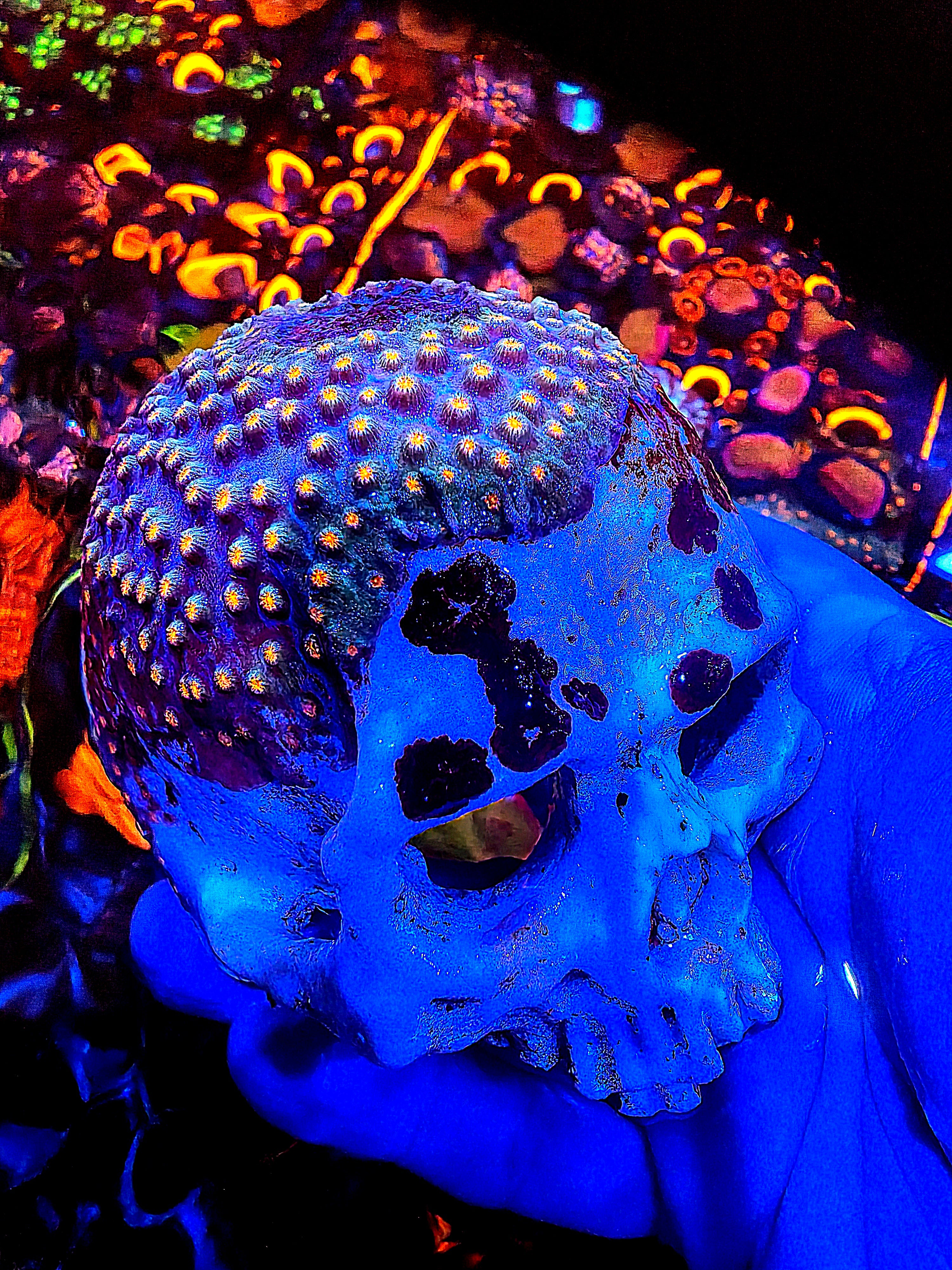 RC Meteor Shower Skull Colony