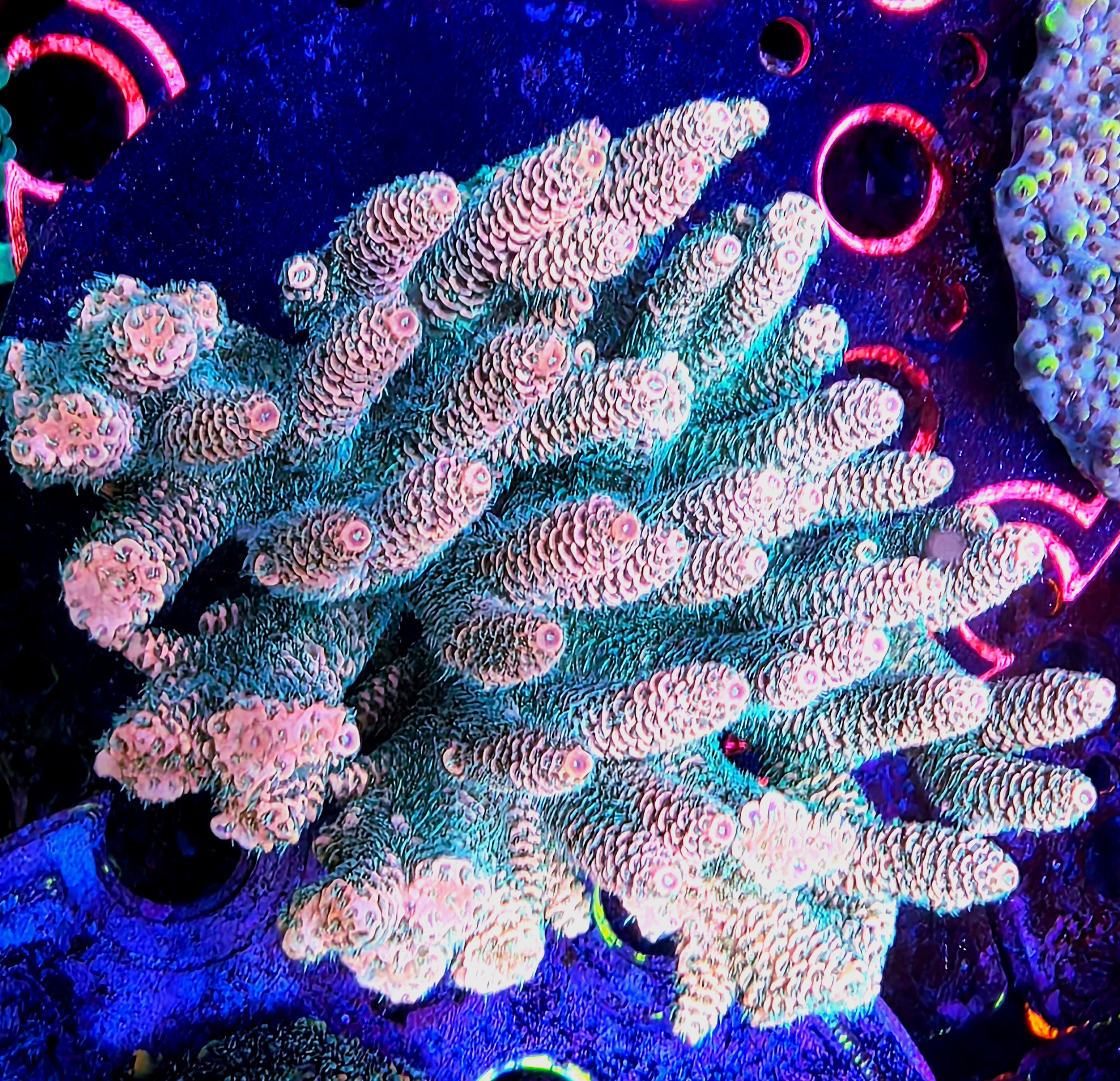 Reef Chasers | Buy Corals Online | Shop New Coral Arrivals