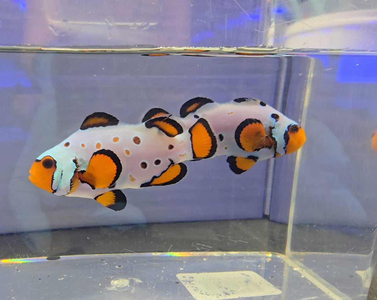 SA Frozen Frostbite Clownfish Bonded Pair WYSIWYG