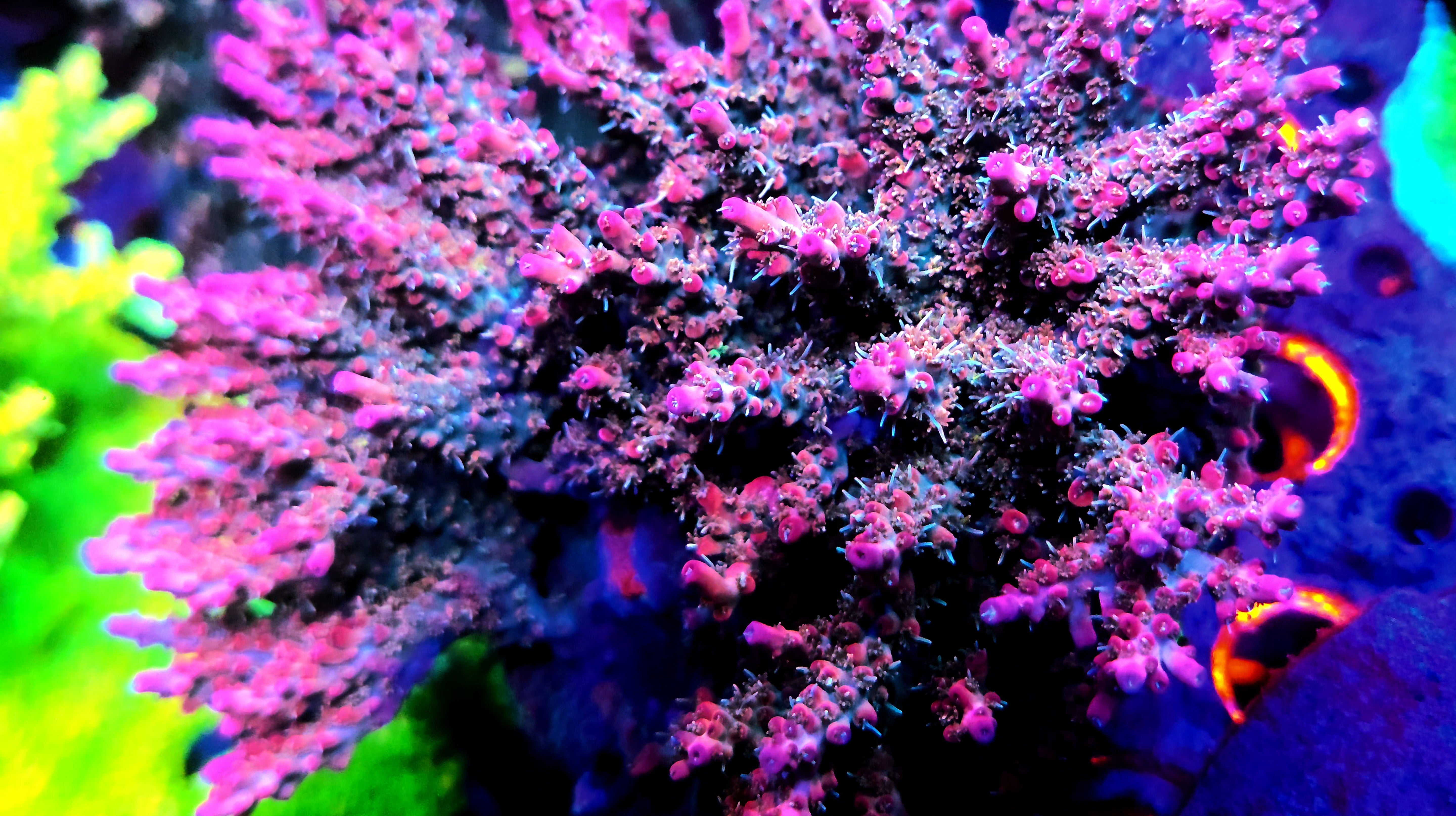 Vivids Confetti Frag