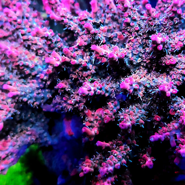 Reef Chasers | Buy Corals Online | Vivids Confetti Acropora Frag