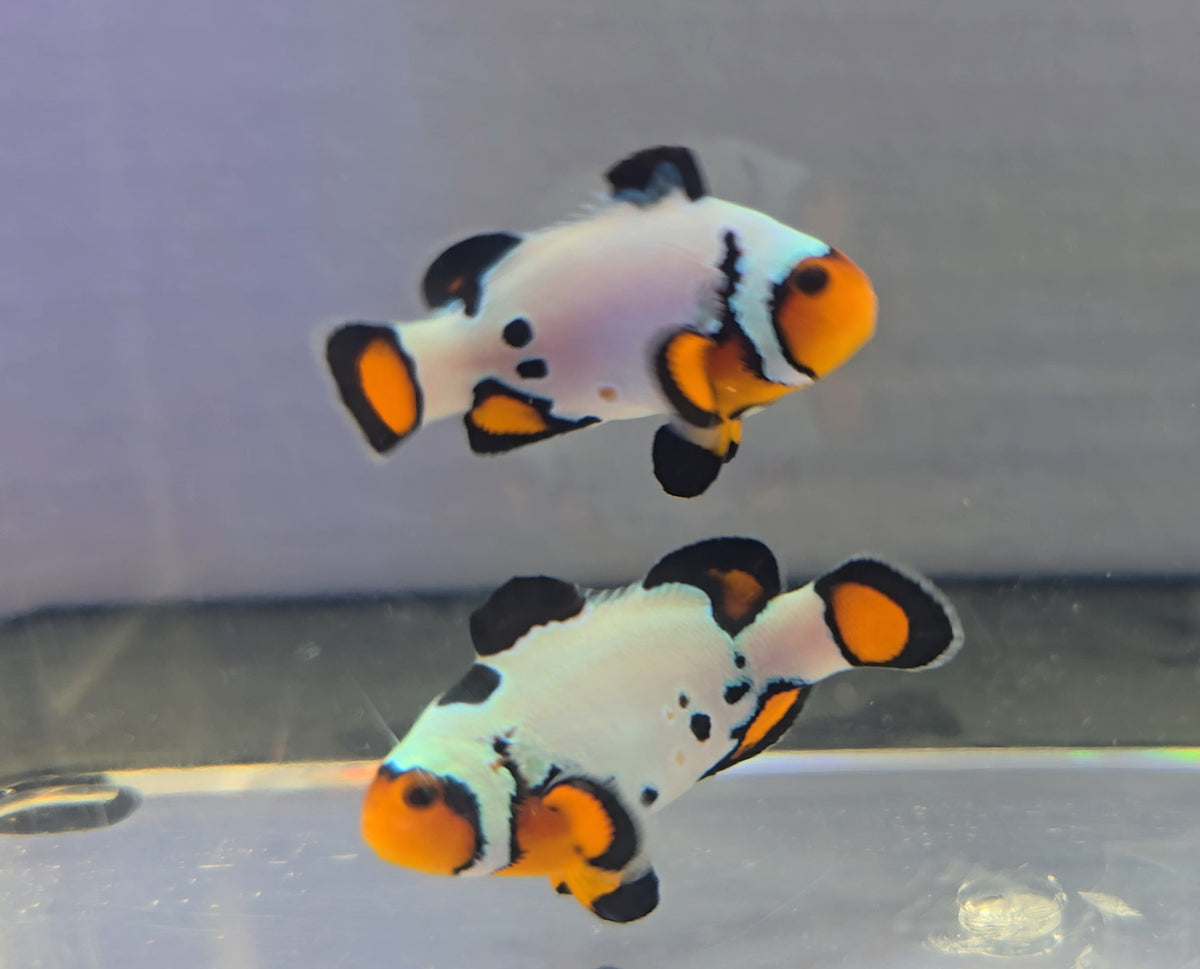 SA Mocha Frostbite Bonded Clownfish Pair WYSIWYG