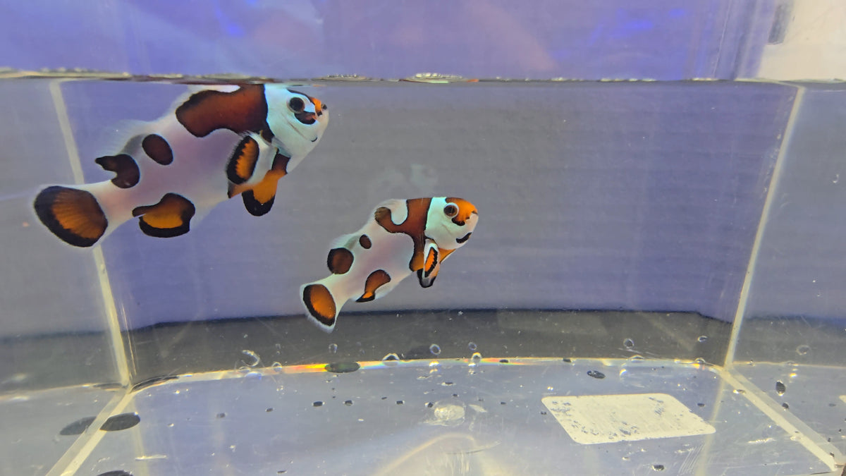 SA Orange Storm Bonded Clownfish Pair A WYSIWYG