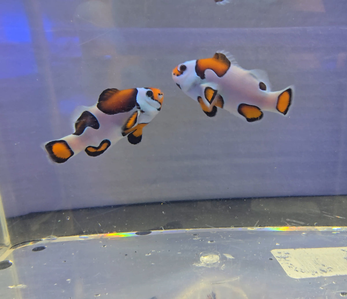 SA Orange Storm Bonded Clownfish Pair B WYSIWYG