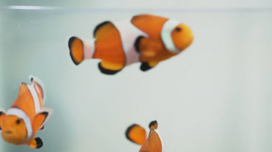 Captive-Bred Vivid Fancy Clownfish Pair (Quarantined)