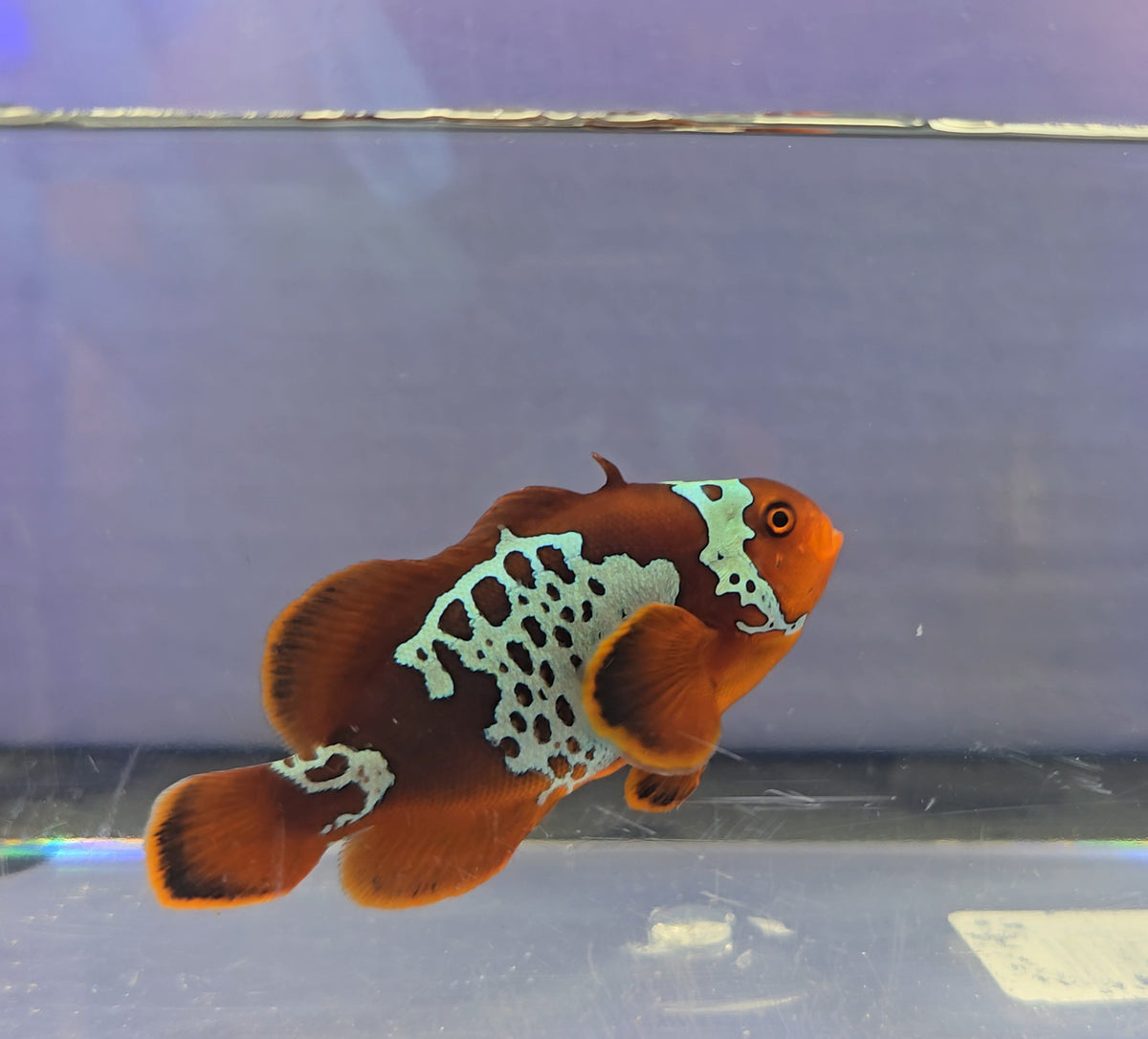 SA Maroon Lightning Clownfish WYSIWYG