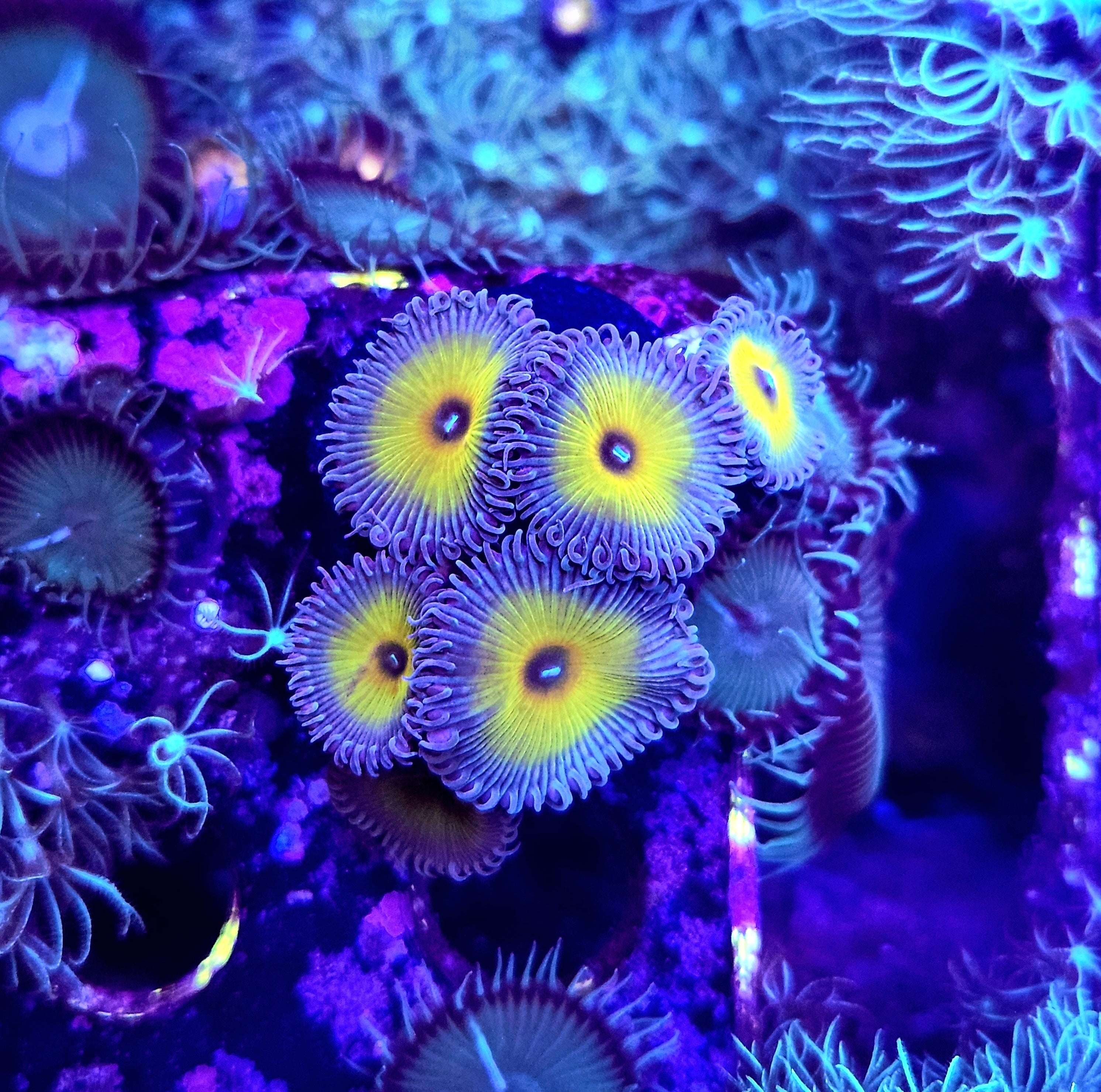 Captain Jerk Palythoa *WYSIWYG*