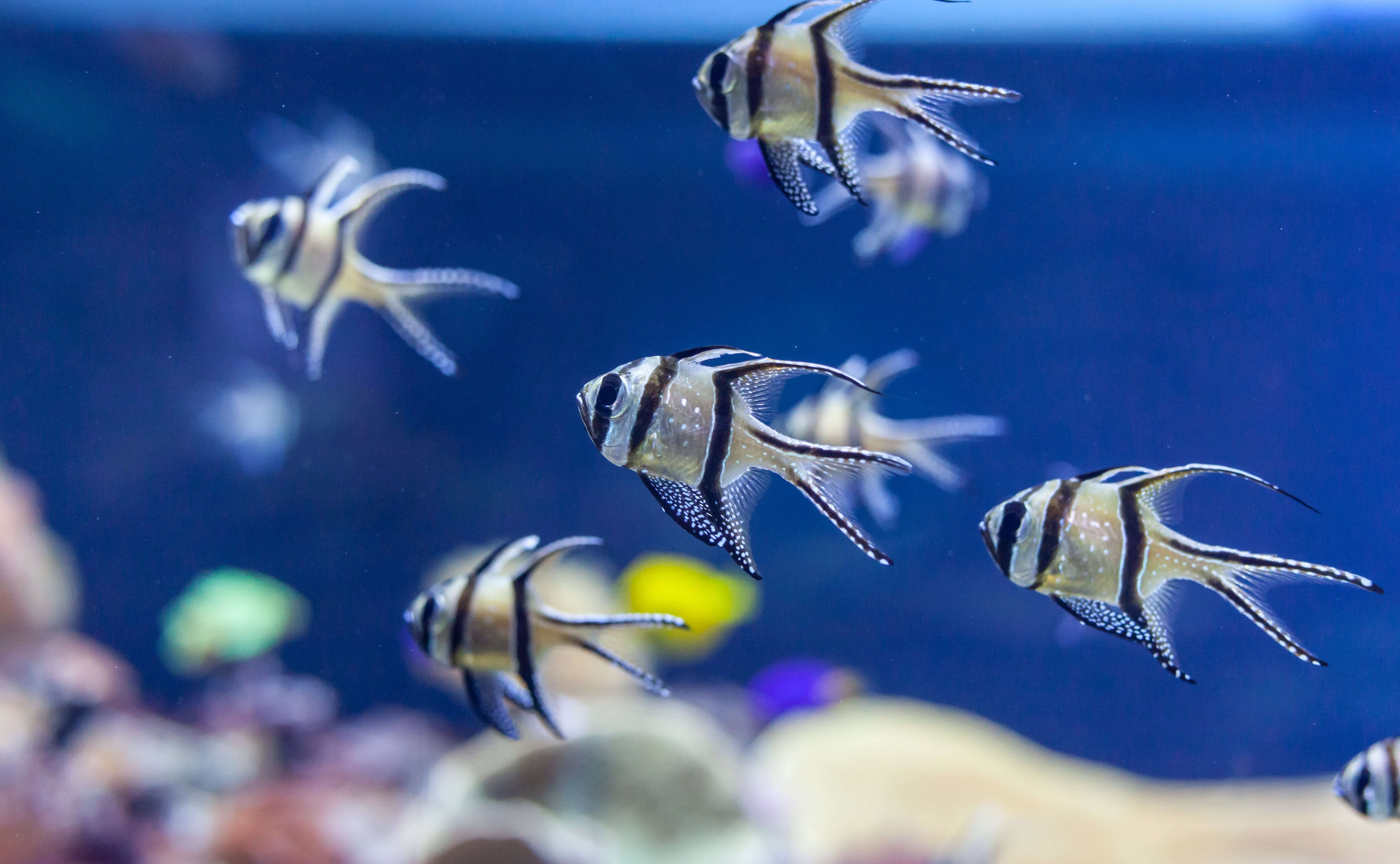 Banggai Cardinalfish