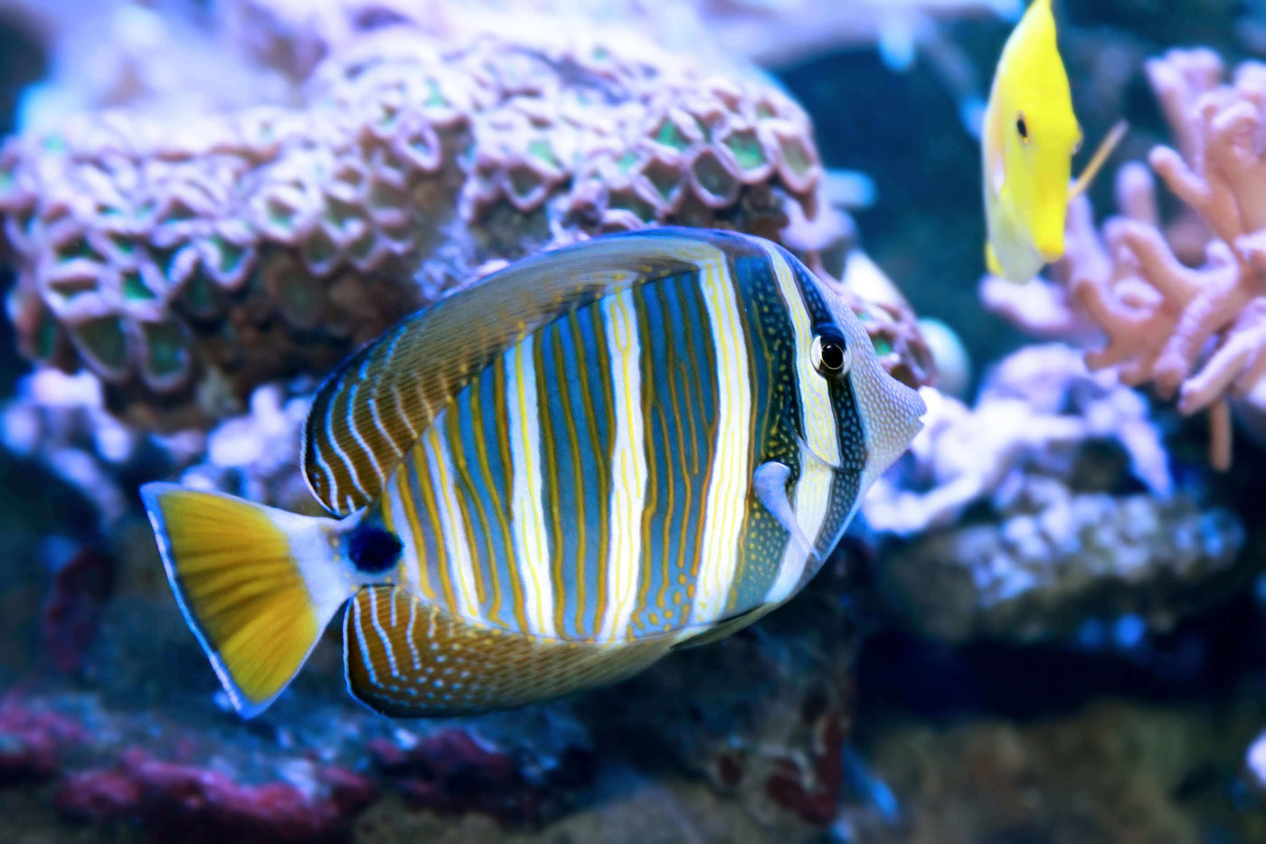 Reef Chasers | Buy Marine Fish Online | Saltwater Fish Tanks
