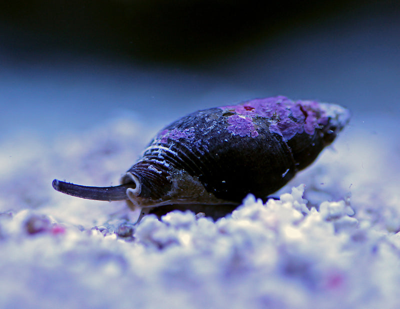 Nassarius Sand Snail (5 Pack)