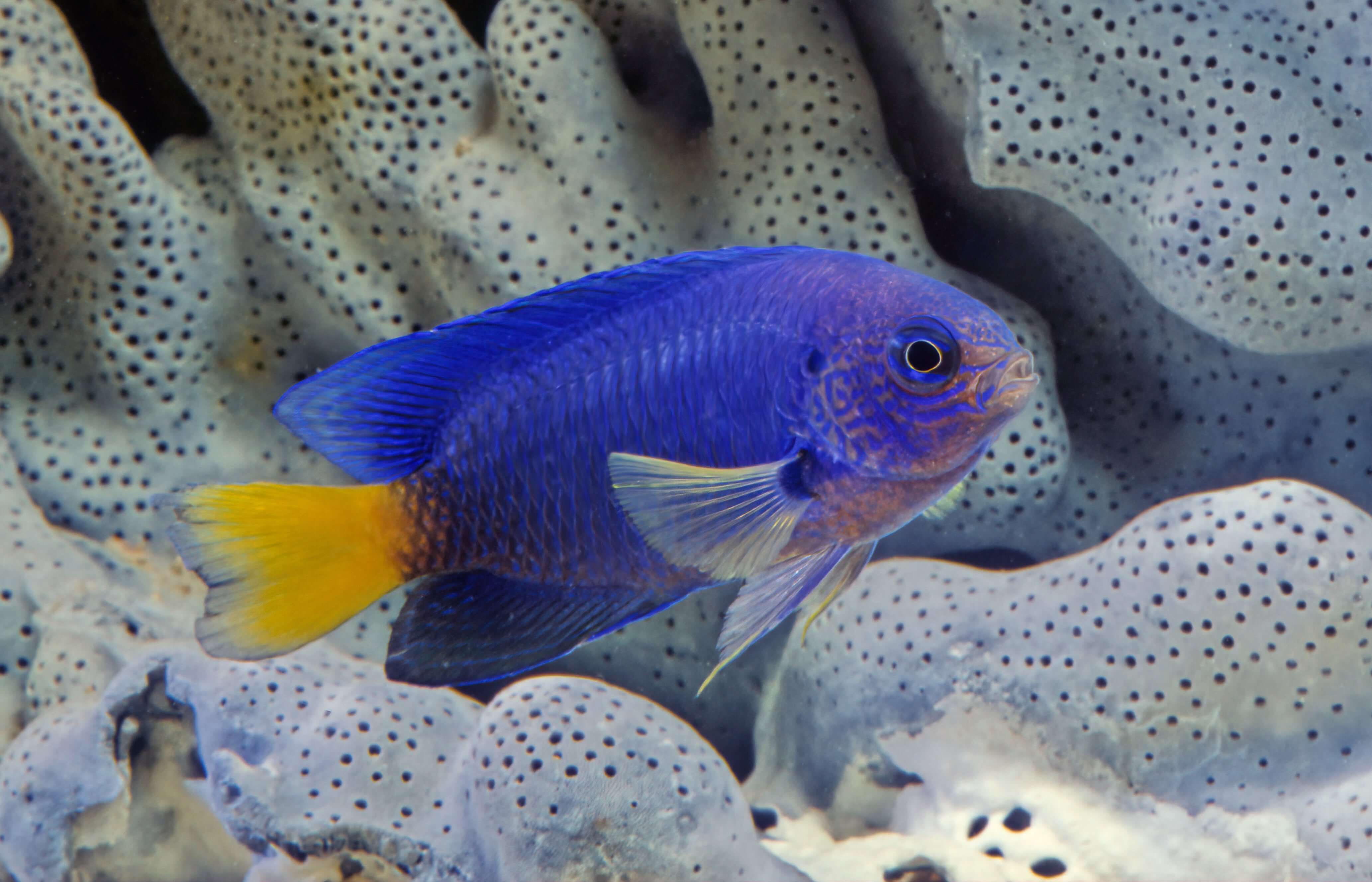 Caerulean Damselfish
