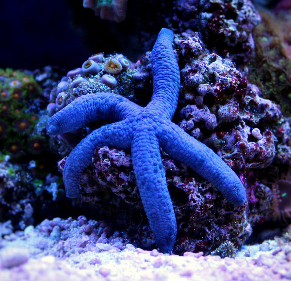 Blue (Linkia) Starfish