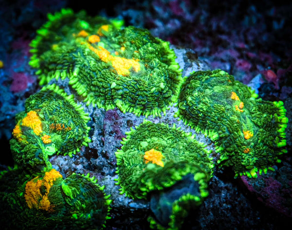 Toxic Avenger Rhodactis Mushroom