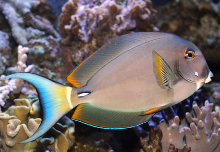 White Face Tang (Pale-Lipped Surgeon)