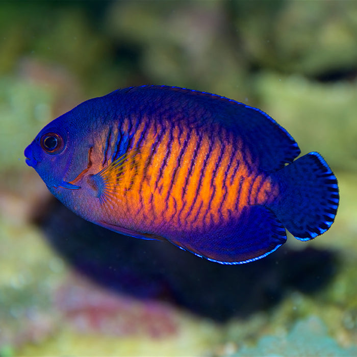 Reef Chasers | Buy Marine Fish | Coral Beauty Angelfish for Sale