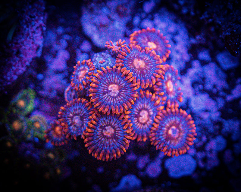 Fire and Ice Zoanthid Frag