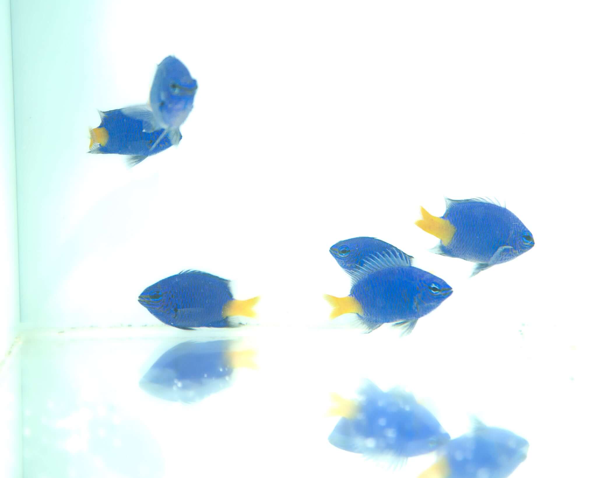 Yellowtail Damselfish