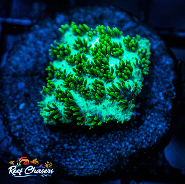 Green Galaxea Frag