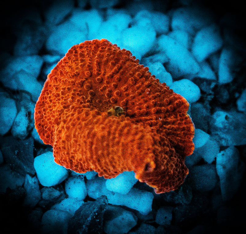 Red Discosoma Mushroom