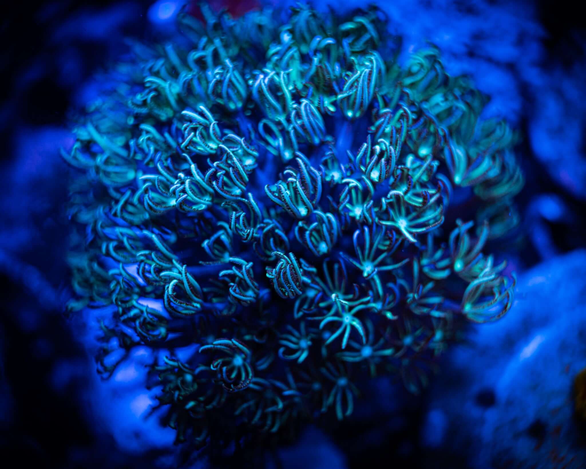 Green Pipe Organ Frag