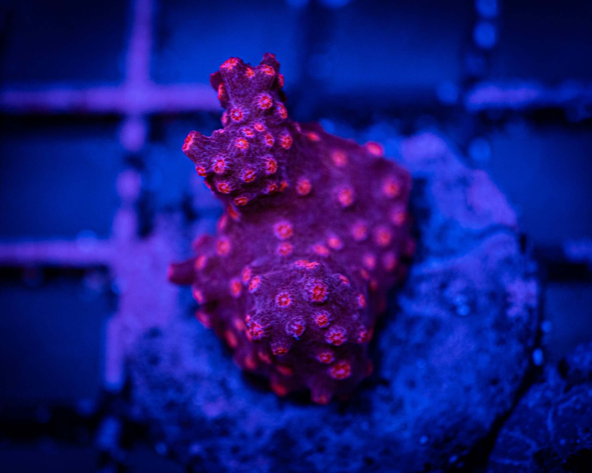 Red Flame Cyphastrea Frag