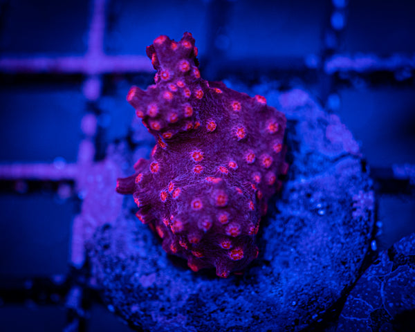Red Flame Cyphastrea Frag