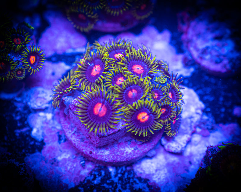 Sweet Tooth Zoanthid Large Frag