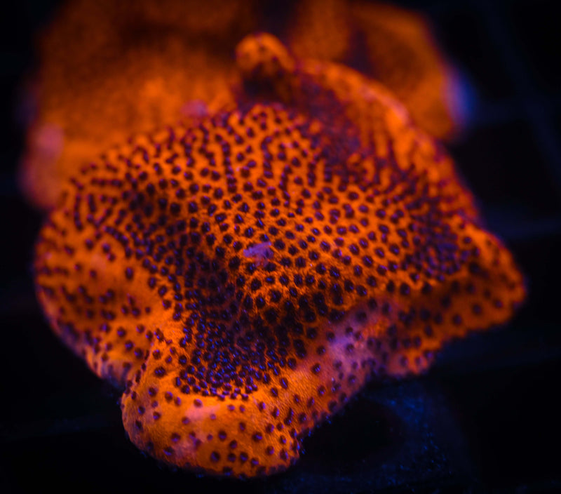 Mystic Sunset Montipora Frag