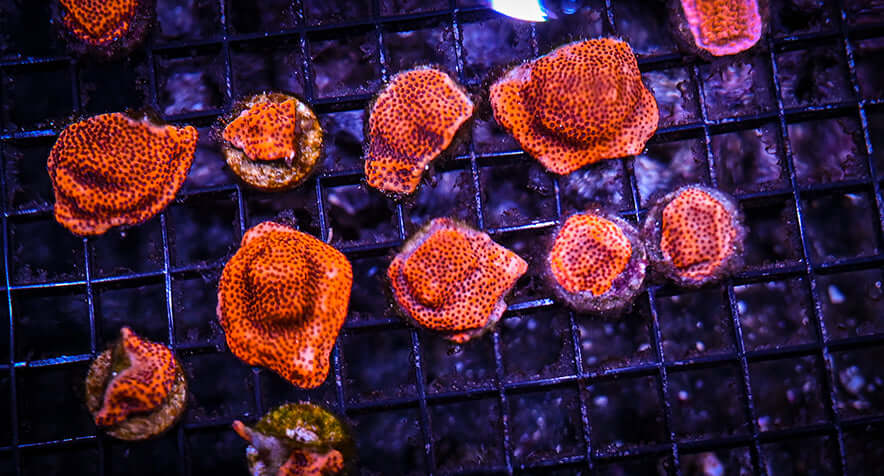 RC Mystic Sunset Montipora Frag