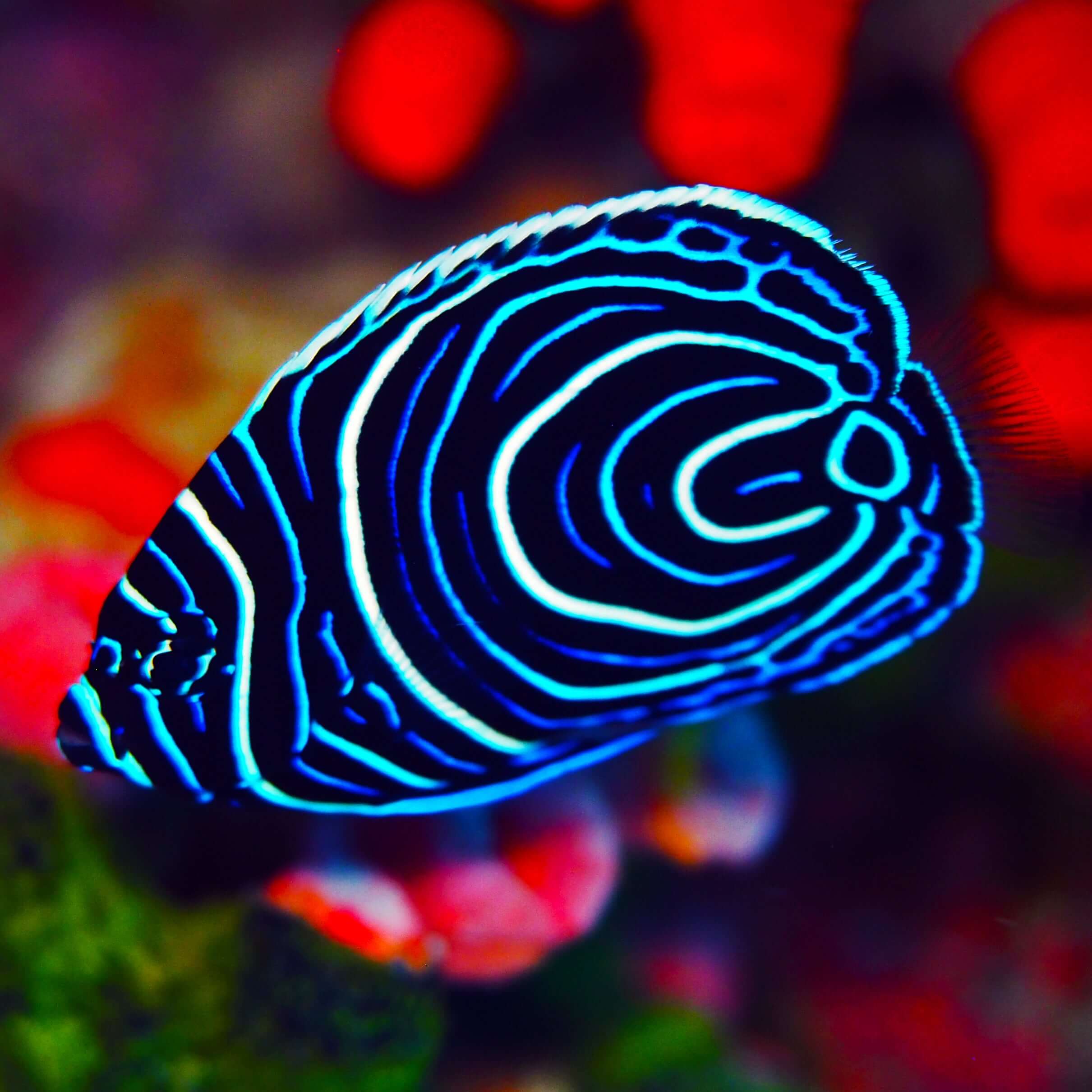 Biota Captive-Bred Juvenile Emperor Angelfish