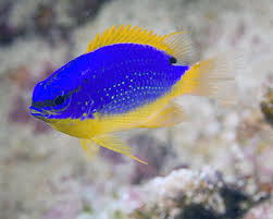 Fiji Blue Devil Damselfish