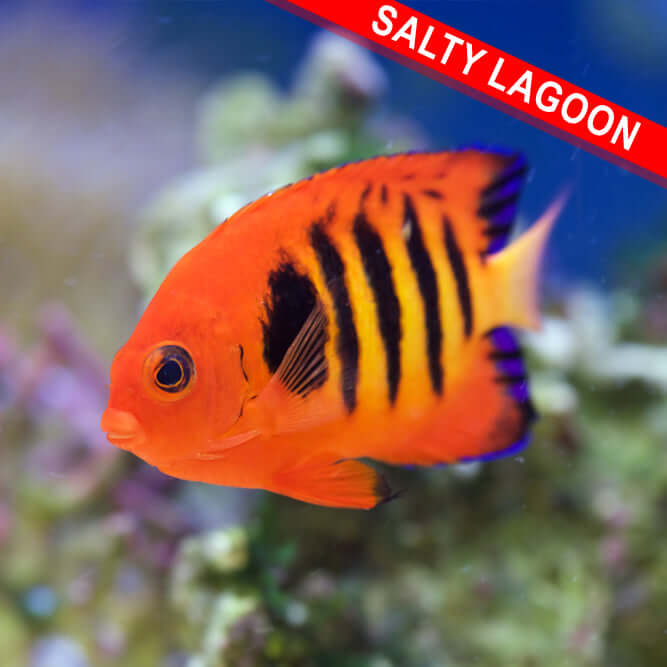 Flame Angelfish