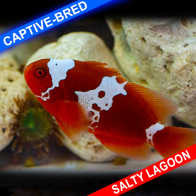 Maroon Lightning Clownfish (Quarantined)