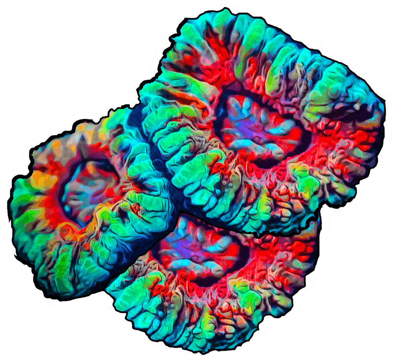 Rainbow Micromussa Sticker
