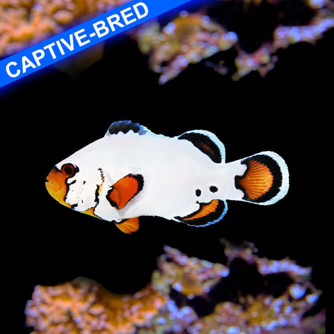 Snowflake Flurry Clownfish