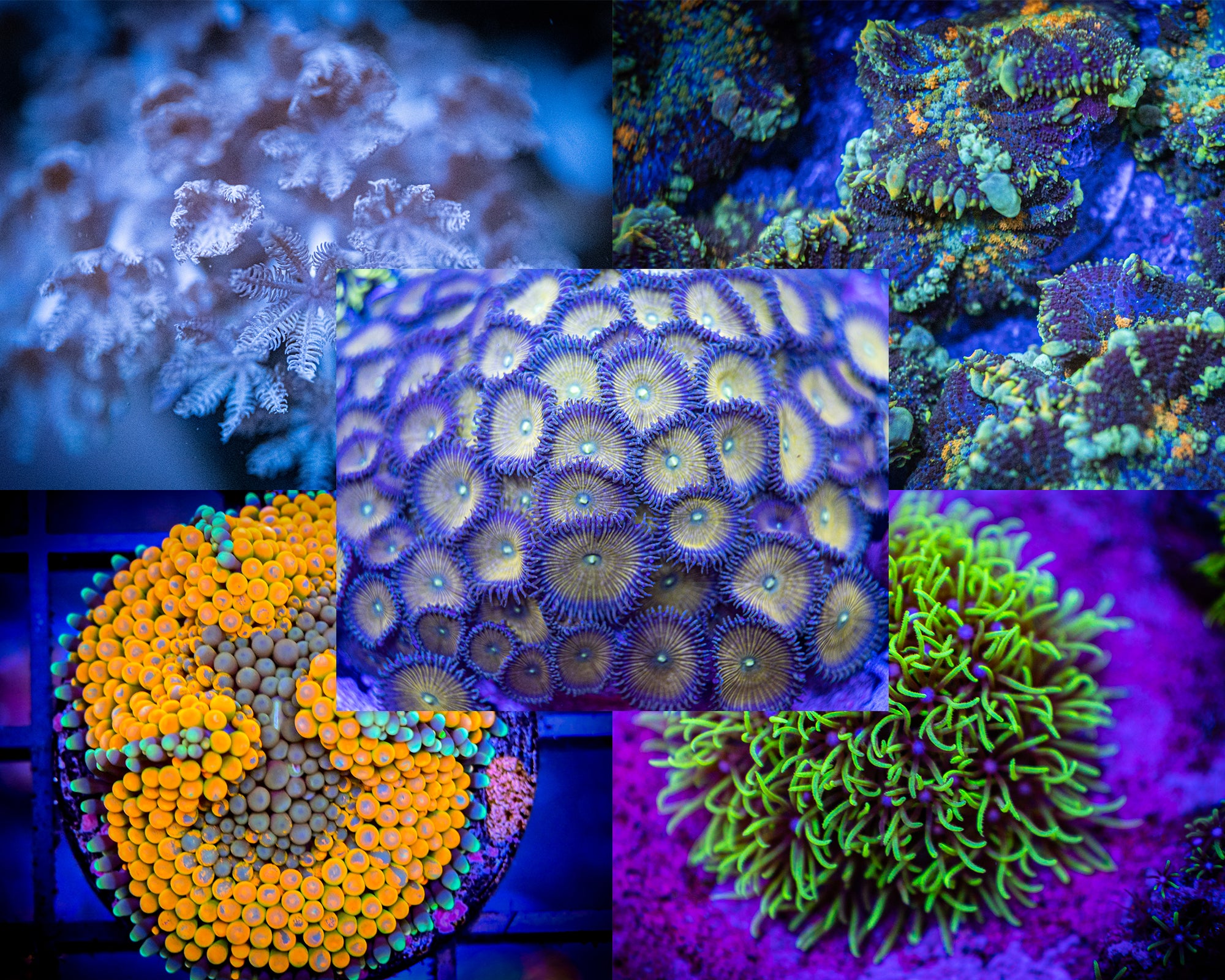 Reef Chasers | Buy Corals Online | SPS Beginner Frag Pack