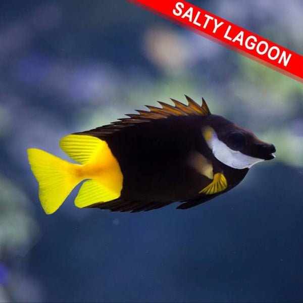 Fox Face Fish
