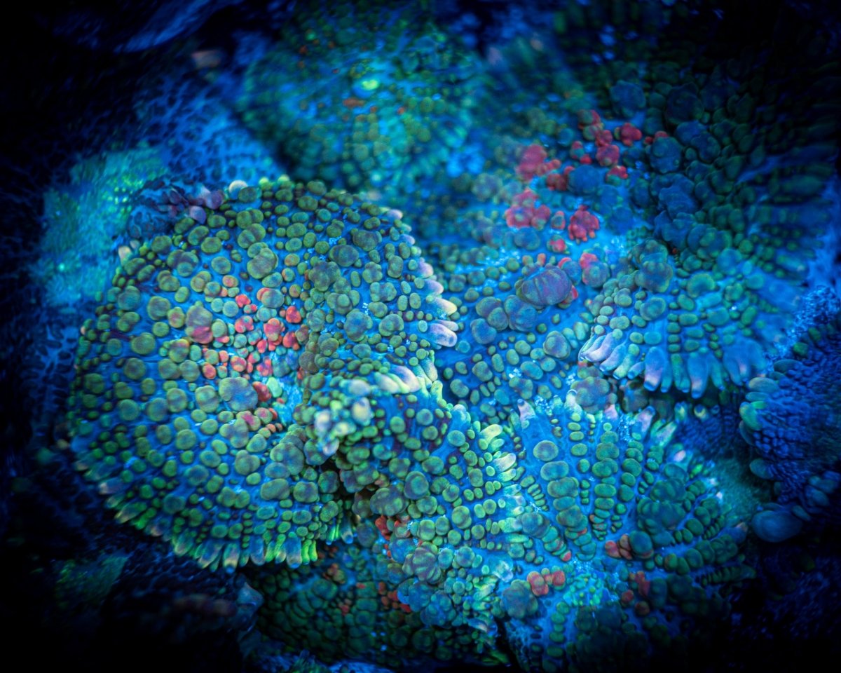 Broken Bullseye Rhodactis Mushroom Frag - Reef Chasers