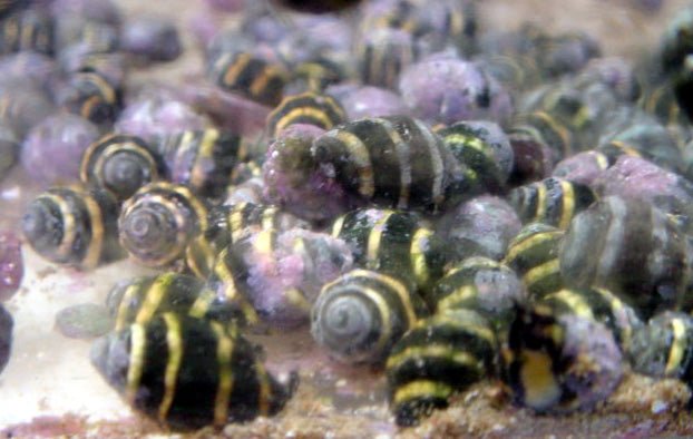 Bumble Bee Snail (5 Pack) - Reef Chasers