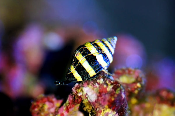 Bumble Bee Snail (5 Pack) - Reef Chasers