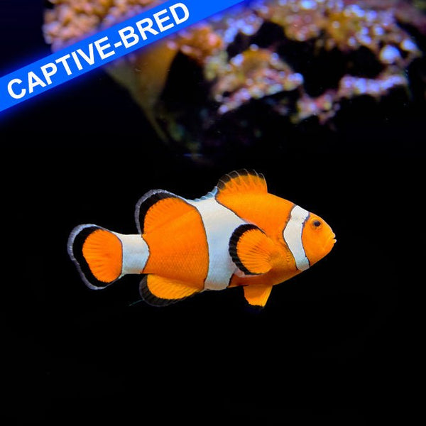 Captive Bred Ocellaris Clownfish - Reef Chasers