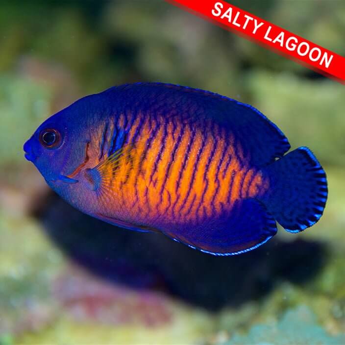 Coral Beauty (Quarantined) - Reef Chasers