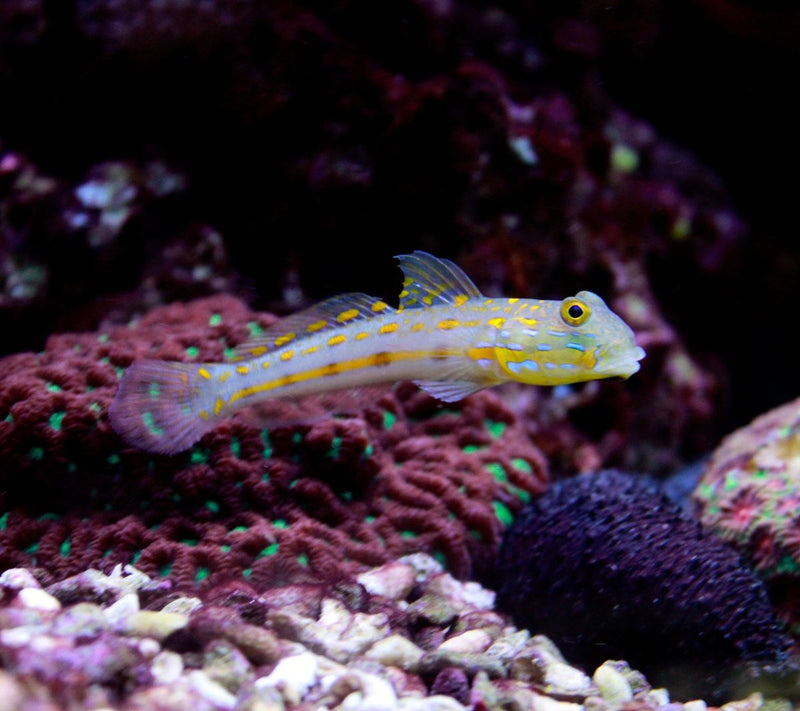 Diamond (Sleeper) Goby - Reef Chasers