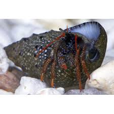 Dwarf Red Leg Reef Hermit (5 Pack) - Reef Chasers