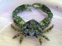Emerald Crab - Reef Chasers